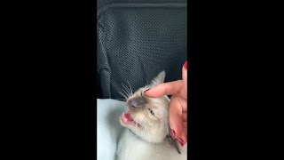 12 week old Siamese kitten Armas purrs and miaows [upl. by Sinylg160]