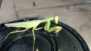 Mantis eating forest black ant 🐜  Insect Life TV046 [upl. by Mansfield]