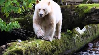 Touching Spirit Bear Trailer [upl. by Ahsenot961]