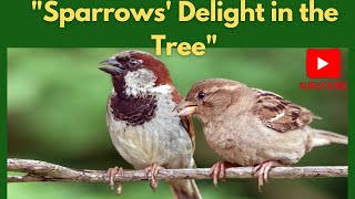 Sparrows enjoying time together on the tree 🕊 [upl. by Bouchard474]