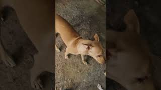 Adavanku kuda evlavu parapatcham doglover pets goodvibes Needs more life spanadopt feed [upl. by Nugent]