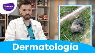 LosEspecialistas Caso clínico Horus 🐾  Dermatología en caninos Simparica® [upl. by Nylssej]