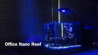 9G Peninsula Nano Reef  Maturing amp Making Moves [upl. by Peckham]