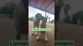 Lamiendo a su Hermano mastin cachorros perrosgraciosos [upl. by Socin907]