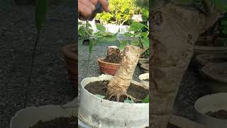 pruning bonsai waru Dayanbonsai [upl. by Sacttler]