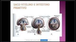 Embriología II C8 Cavidades Corporales Membranas serosas del Organismo Mesenterio y Diafragma [upl. by Catie]