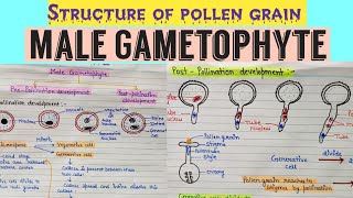 Development of malegametophyte Structure of male gametophyte  Structure of pollen grain angiosperm [upl. by Yngiram]