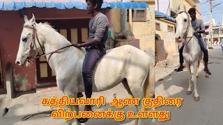 kathiyawari gelded horse for sale  திருப்பத்தூரில் கத்தியவாரி ஆண் குதிரை விற்பனைக்கு உள்ளது [upl. by Ecnarret]