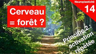 Le cerveau est comme une forêt [upl. by Sualocin]