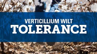 Understanding Verticillium Wilt [upl. by Atinet]