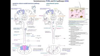 Exemplar Neuroscience L050 PCML o ALS [upl. by Drye]