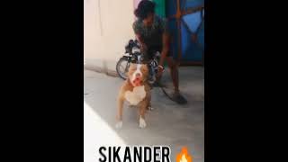 pitbull vs rottweiler  foryou pitbulll viral pitbulll doglover rottweiler  ytshorts [upl. by Mcferren]