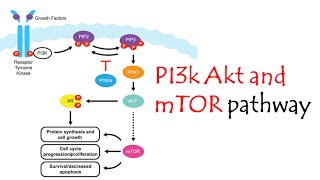 pi3kaktmtor pathway [upl. by Aonian]