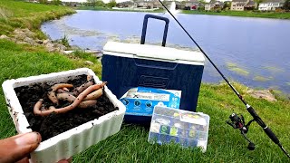 URBAN Pond Micro Fishing Catching 10 NEW PETS [upl. by Enahsal]