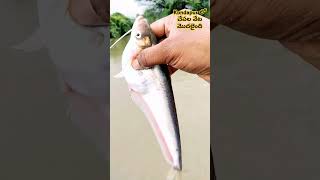 Kondapur lo chepala veta modhalaindhi🦈🐋🐟🌨️fishing hunting trending [upl. by Aiderfla347]