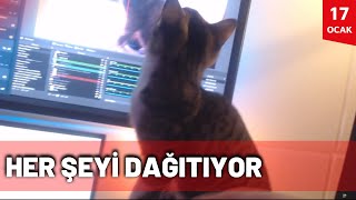 Kedi Yayını Sabote Ediyor Bonibon  KAANFLIX [upl. by Lemart900]