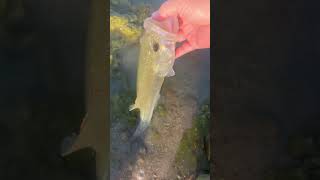 Pond looking healthy bassfishing fishing trending explorepage youtubeshorts youtube fyp ig [upl. by Zehc]