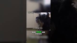 Desirable Traits of the Shih Tzu A Loving Family Member [upl. by Aneel]