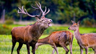 Autumn in Wales Land of the Wild 4K Documentary  Our World [upl. by Atinna13]