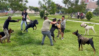 PERROS PODEROSOS coinciden en el mismo parque 🙉 ¿Cual se impone sobre todos ❌❌❌ [upl. by Electra]