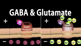 Neuroscience Basics GABA and Glutamate Animation [upl. by Saiff]