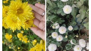 Lovely Chrysanthemum of my flower bed [upl. by Hannavas]