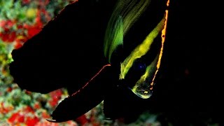 Platax pinnatus Dusky batfish HD [upl. by Eyde]