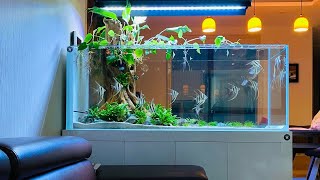 Amazing Planted Tank With Angelfish  Most Beautiful Angelfish Aquarium [upl. by Aikal]