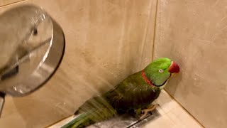 PIPO LA DUŞ🚿🦜💚🚿 [upl. by Lorinda443]