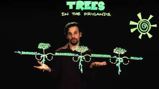 Permaculture Trees in the Drylands [upl. by Airamat]