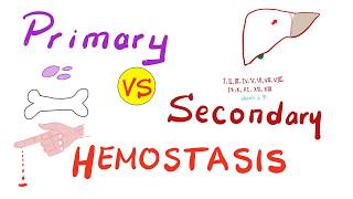 Primary vs Secondary Hemostasis  Blood Clotting Coagulation  Hematology [upl. by Gibbeon]