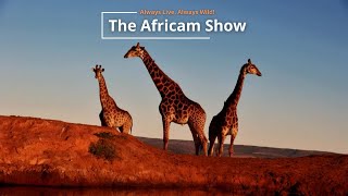 Giraffes and Elephants  The Africam Show  August 6 [upl. by Paryavi]