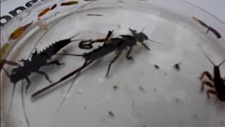 Stoneflies in Motion [upl. by Cobbie]