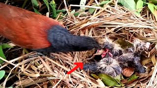 Greater coucal bird brings baby frogs to eatbirds [upl. by Adoc437]