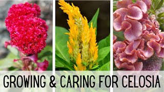 Growing amp Caring For Celosia 🌺🌺  Celosia Flower  Starting Celosia From Seed  Cockscomb Celosia [upl. by Lebar101]