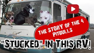 How This 4 Generations Pitbull Survived in an RV 🙉 [upl. by Bachman]