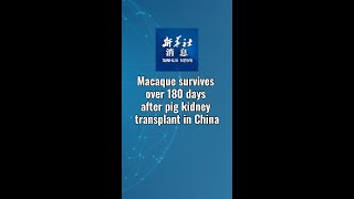 Xinhua News  Macaque survives over 180 days after pig kidney transplant in China [upl. by Anirdua]