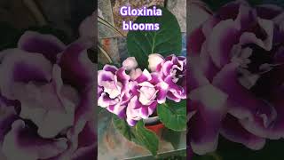 Awesome Gloxinia more than 10 nos of blooms with home made fertilizer gloxinia [upl. by Fanchette]