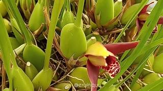 Maxillaria Tenuifolia [upl. by Lole450]