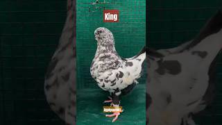 King pigeon ❤️ khargonebirdslover birds pet pigeon pigeonlover pigeonloft pigeonlover [upl. by Aniweta]