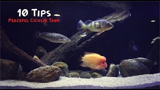 10 Tips For A Peaceful Cichlid Tank [upl. by Nyliret]