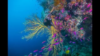 Beqa Lagoon Resort Fiji [upl. by Hirsch]