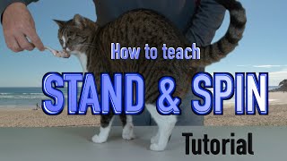 How to teach STAND amp SPIN  CAT training tutorial [upl. by Klos]