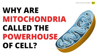 Why are mitochondria called the powerhouse of cell  QnA Explained [upl. by Sayce]