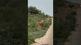 camel animals camelcamelcamel lion safariafrica lion travelcamel ytshorts ytviral 100 [upl. by Egap954]