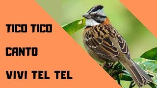 TICO TICO CANTO VIVI TEL TEL [upl. by Arquit]