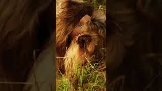 Lions having delicious meal after huntingLions Feast After the Hunt shortsvideo [upl. by Cooperstein]