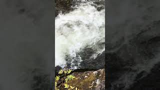 Salmon run near Creek Street in Ketchikan Alaska [upl. by Nireves]