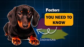 briefly explaining about Dachshund sausage dog [upl. by Amorita644]