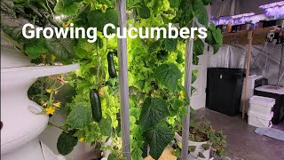 Gardyn Growing Cucumbers Indoor [upl. by Ardnek]